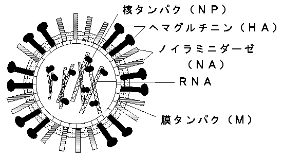 RNAウイルス