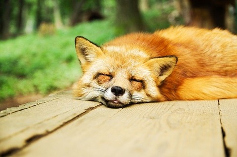 animal-g9487b247a_640