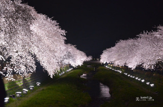 野川の桜145