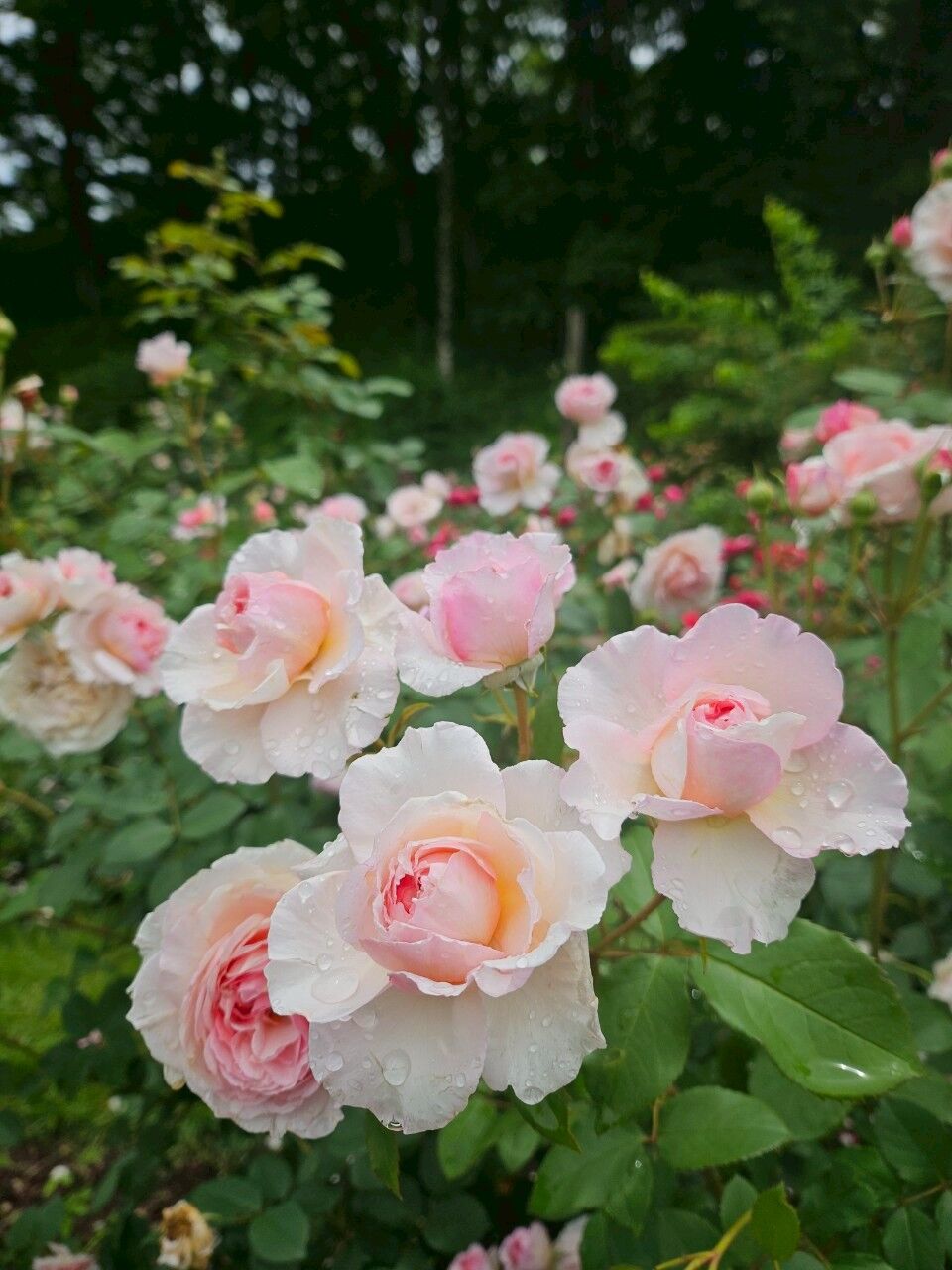 LINE_ALBUM_2025622 �ڰ���_250625_76