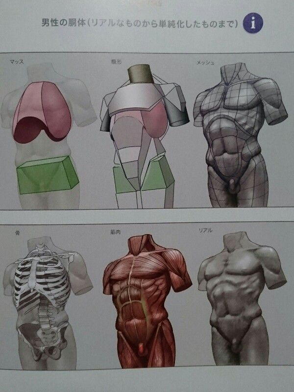 スカルプターのための美術解剖学 レビュー 商品紹介 フィギュア作る日記 スカルプターのための美術解剖学 レビュー 商品紹介 フィギュア作る日記