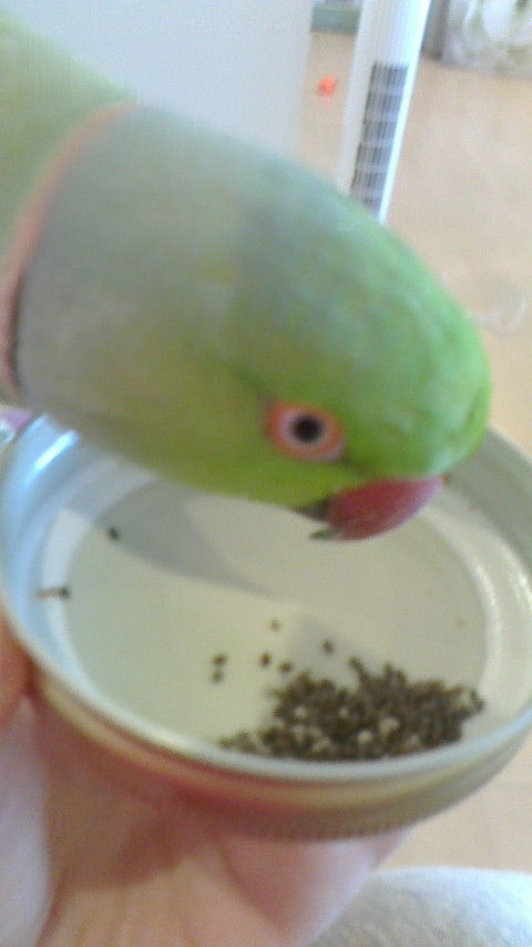 サルビアヒスパニカの効用 末口静枝のブログ