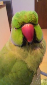 2011040620130000