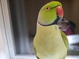 IMG_20241126_054127239