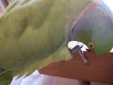 IMG_20241126_053046345