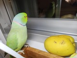 IMG_20241127_055804638