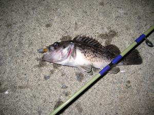 ��Ź���������