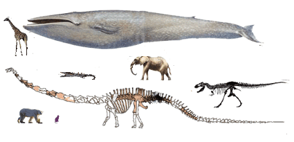 自然 生き物 まとめ好き 自然 生き物 まとめ好き