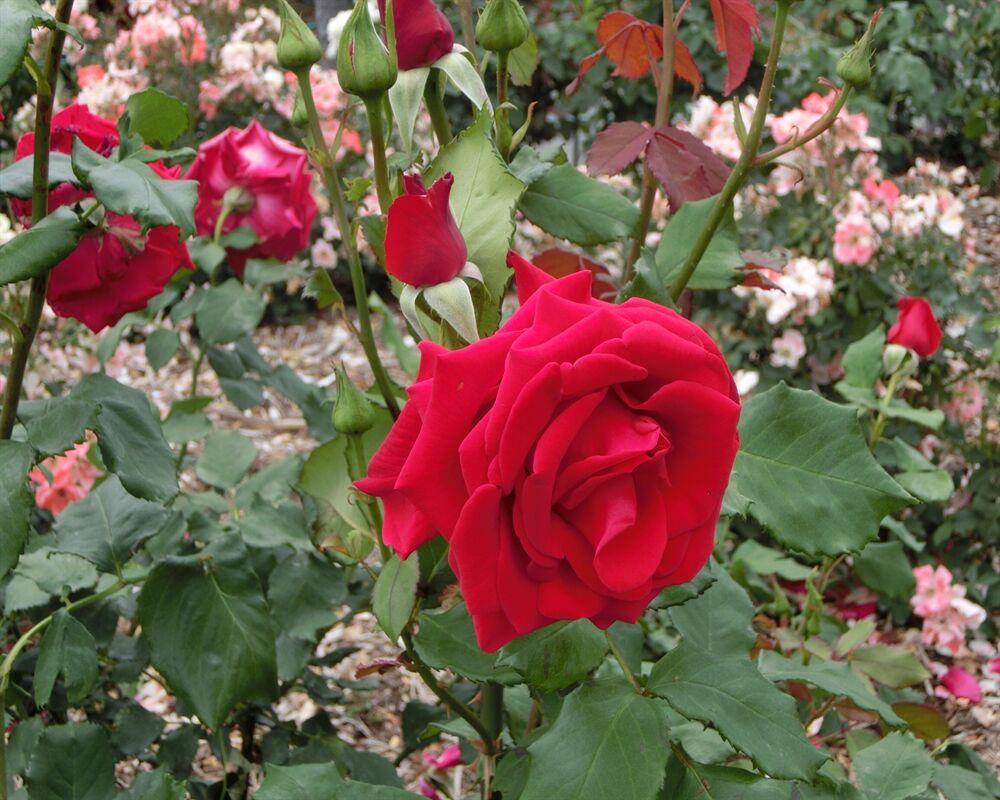 megami1183のblog
一日暮らし 6-11-23 バラの花びらー乾杯
コメント