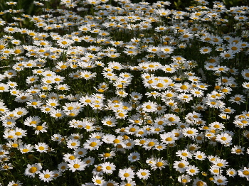 ���äѤ��β�2