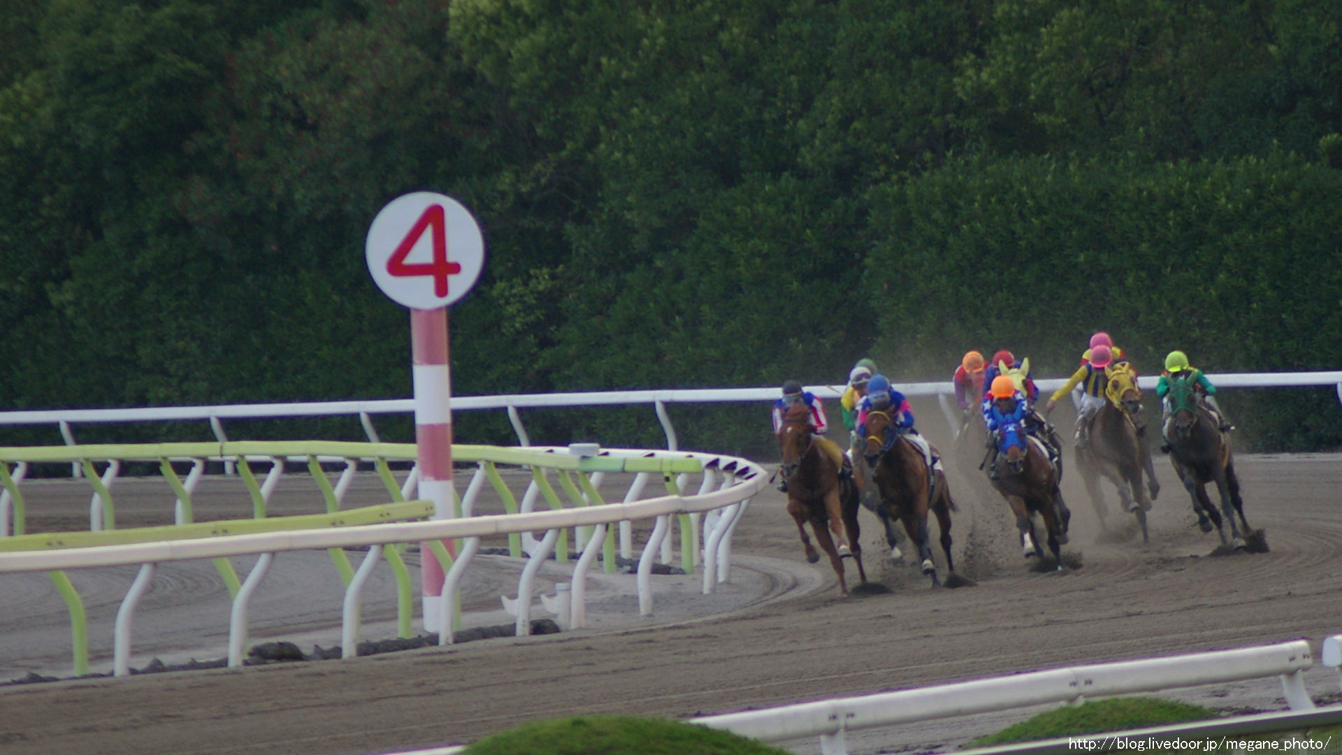 大井競馬場の馬 壁紙フォトグラフ