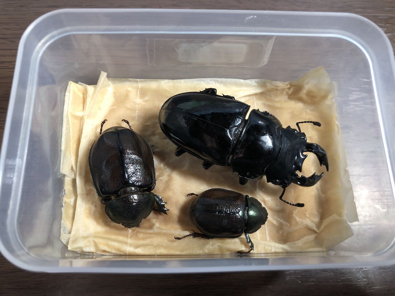 昆虫標本の作製について 1. 標本にする昆虫の前処理 死んでいる昆虫編