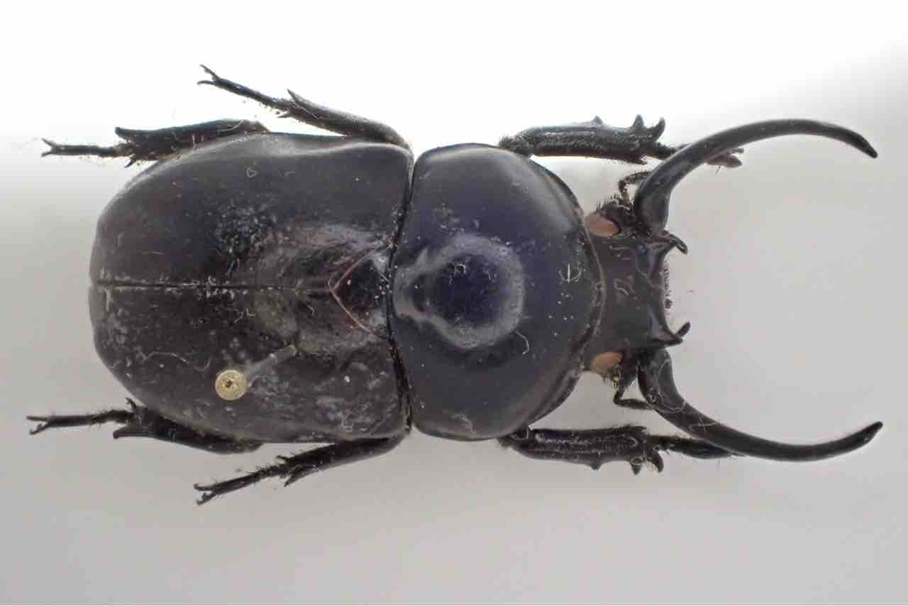 昆虫標本の作製について 1. 標本にする昆虫の前処理 クリーニング編