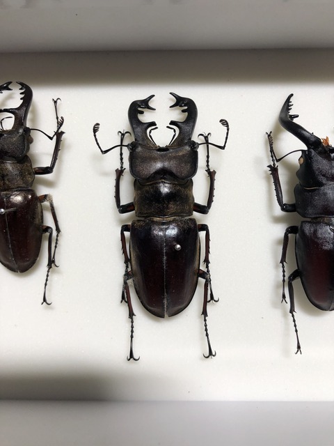 昆虫標本の作製について プロローグ : 蟲眼鏡の蟲日記