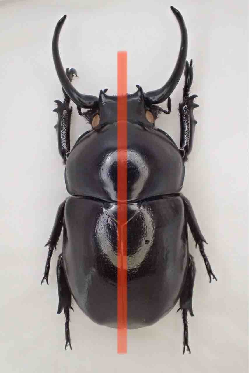 カーニバル、昆虫標本2 カーニバル様専用、昆虫標本2