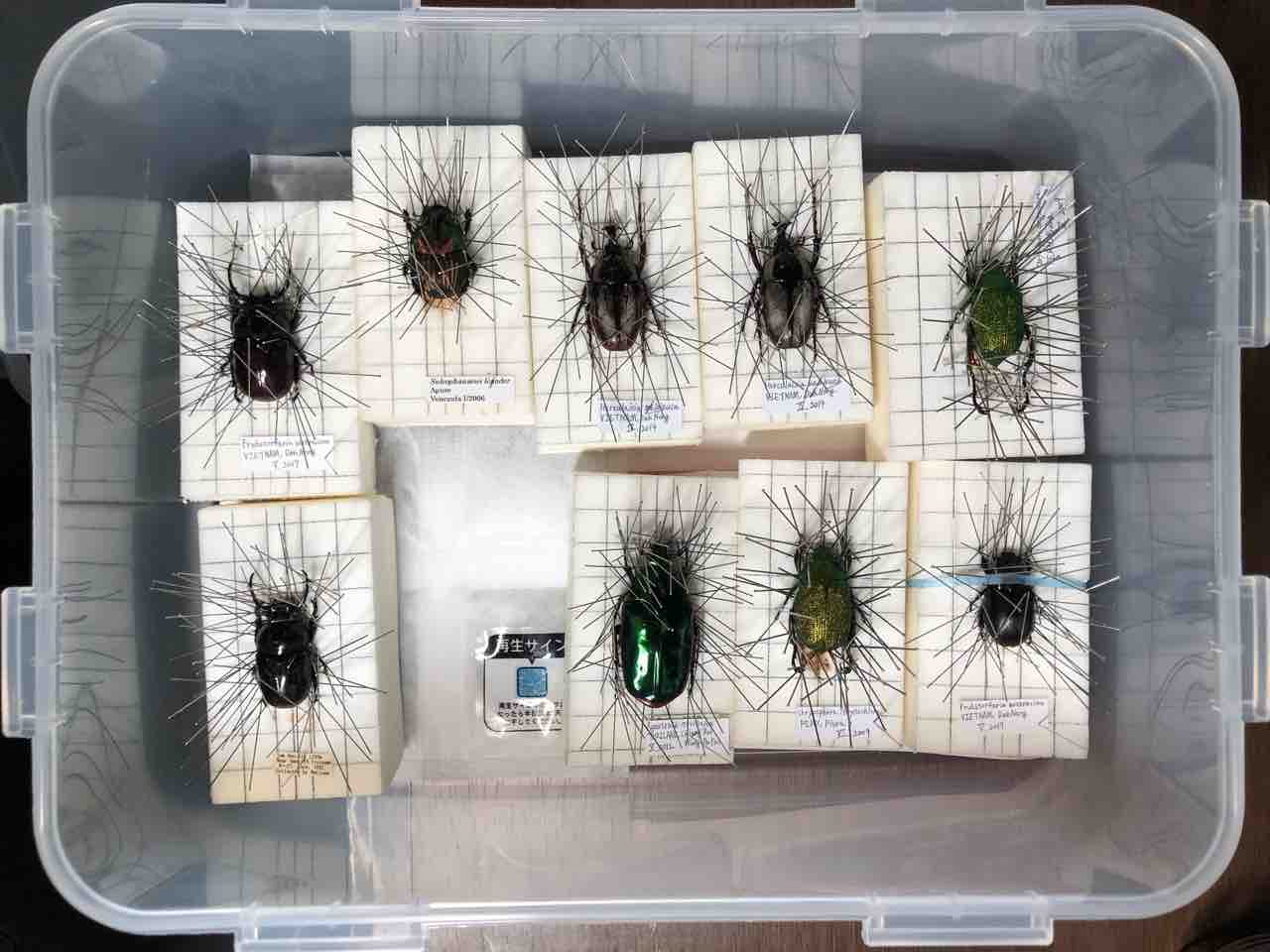 昆虫標本の作製について 2. 乾燥作業 : 蟲眼鏡の蟲日記