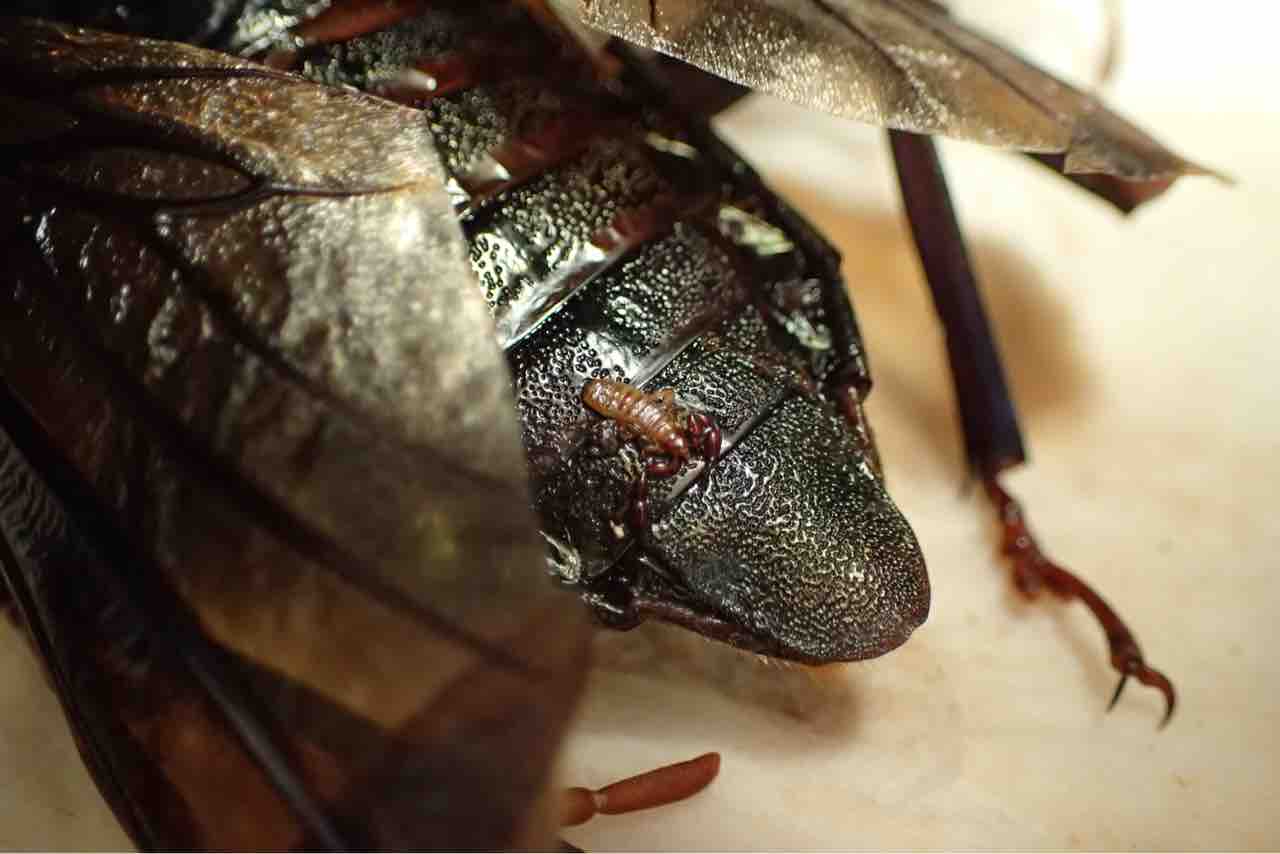 昆虫標本の作製について 1. 標本にする昆虫の前処理 クリーニング編