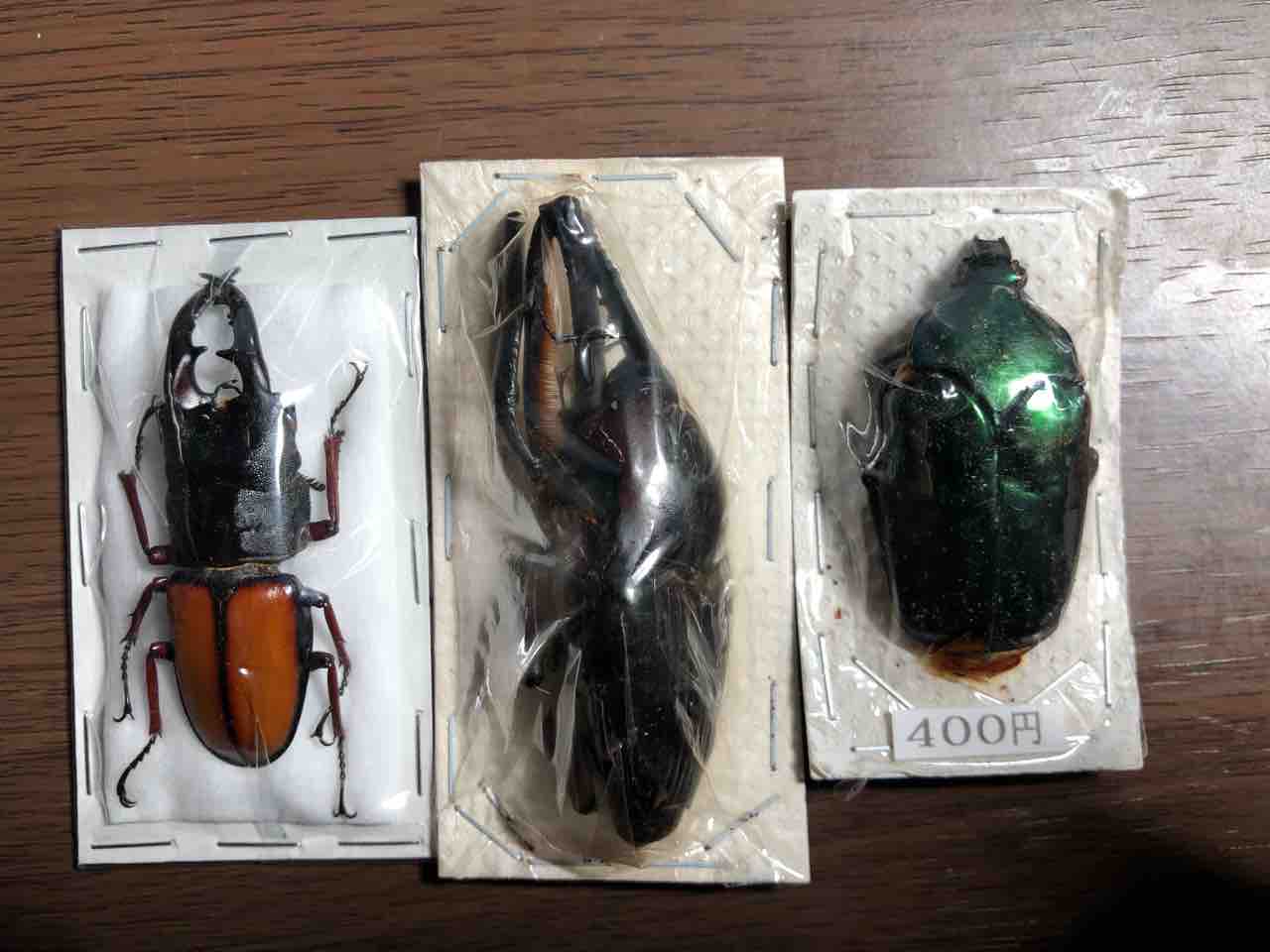 昆虫標本の作製について 1. 標本にする昆虫の前処理 死んでいる