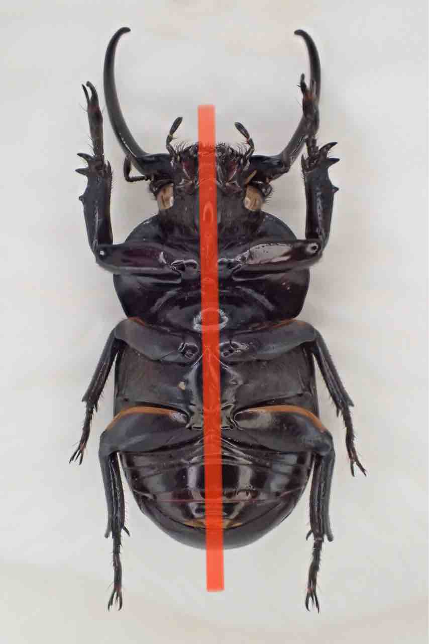 昆虫標本の作製について 2. 展脚作業 針刺し編 : 蟲眼鏡の蟲日記