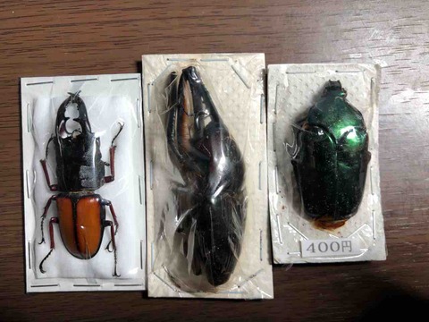 昆虫標本の作製について 1. 標本にする昆虫の前処理 死んでいる昆虫編