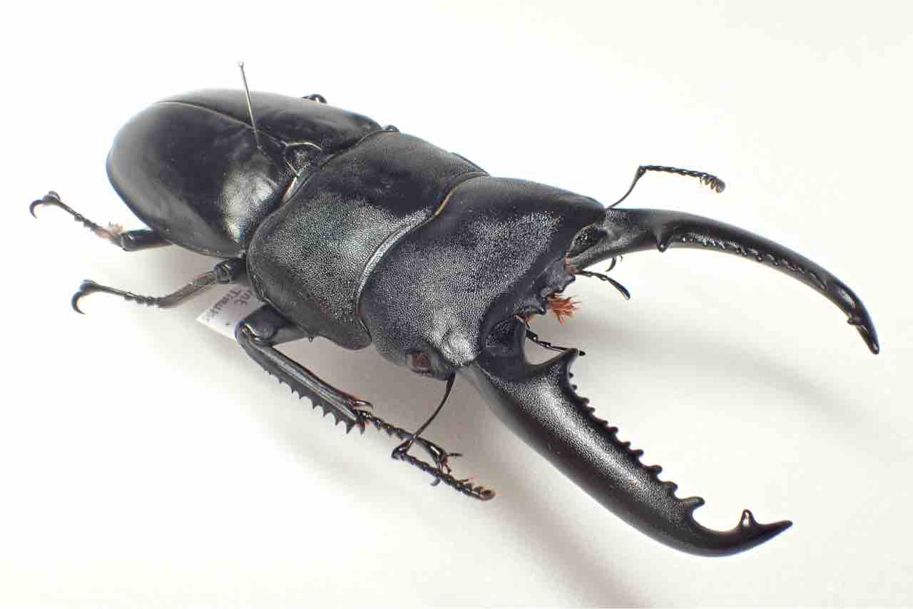 昆虫標本の作製について 3. 針外し : 蟲眼鏡の蟲日記