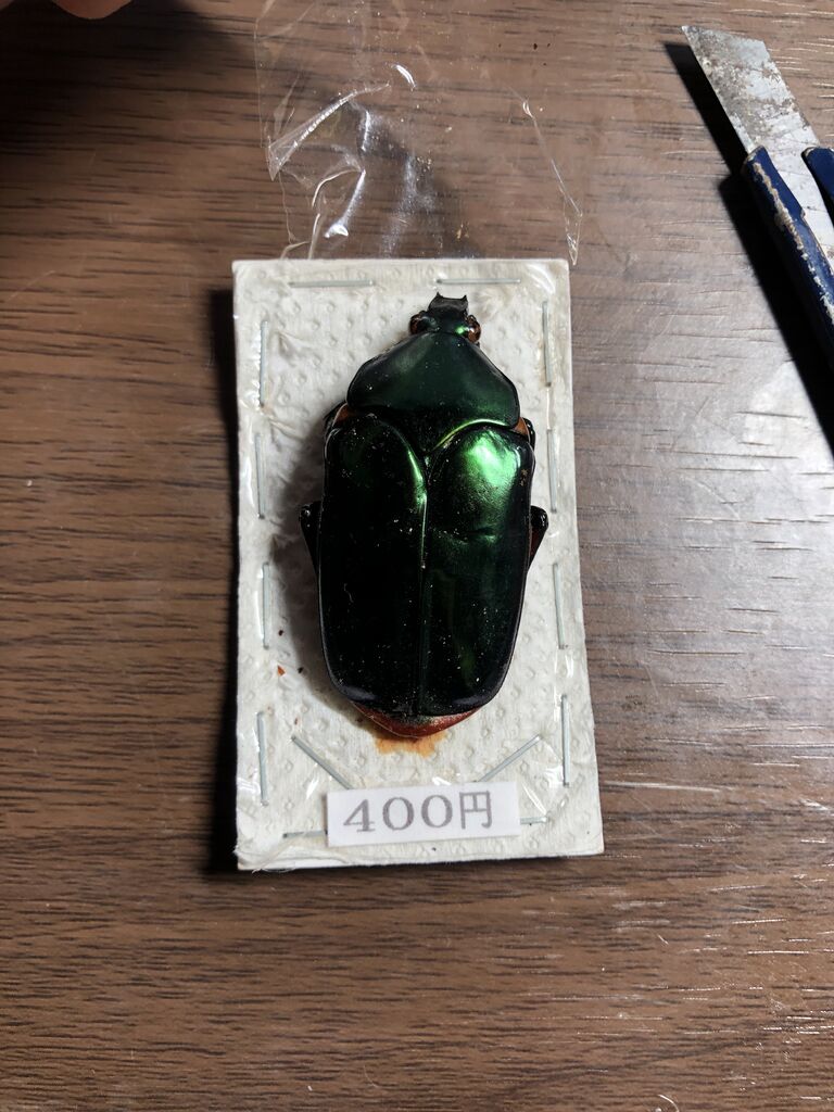 昭和時代ウンテンジ昆虫標本 緩やかな弧を描くガラスカバーに包まれた 時代物 メガサイズ＆ヘビー！スーパーレア！三葉虫オドントプルーラ目の