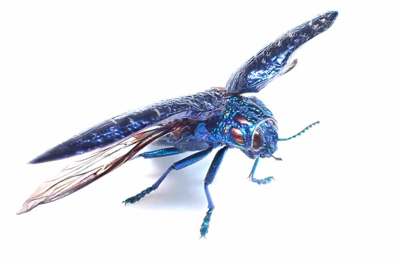 昆虫標本の作製について 2. 展脚作業 針刺し編 : 蟲眼鏡の蟲日記 昆虫標本の作製について 2. 展脚作業 針刺し編 : 蟲眼鏡の蟲日記
