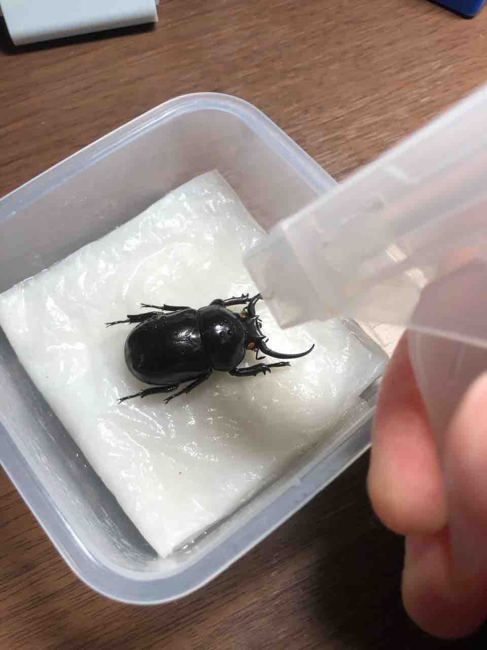 昆虫標本の作製について 1. 標本にする昆虫の前処理 クリーニング編