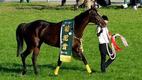 菊花賞2016予想は3頭ボックスで