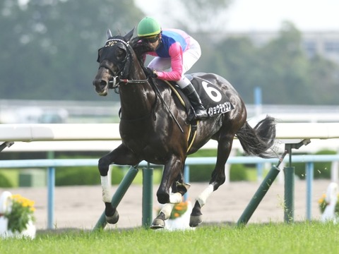 メイショウテッコン競馬予想2019馬券的中穴予想