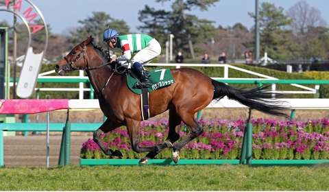 バウンスシャッセ競馬予想