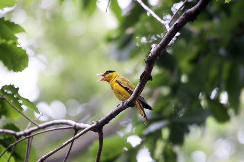 鳥のさえずり