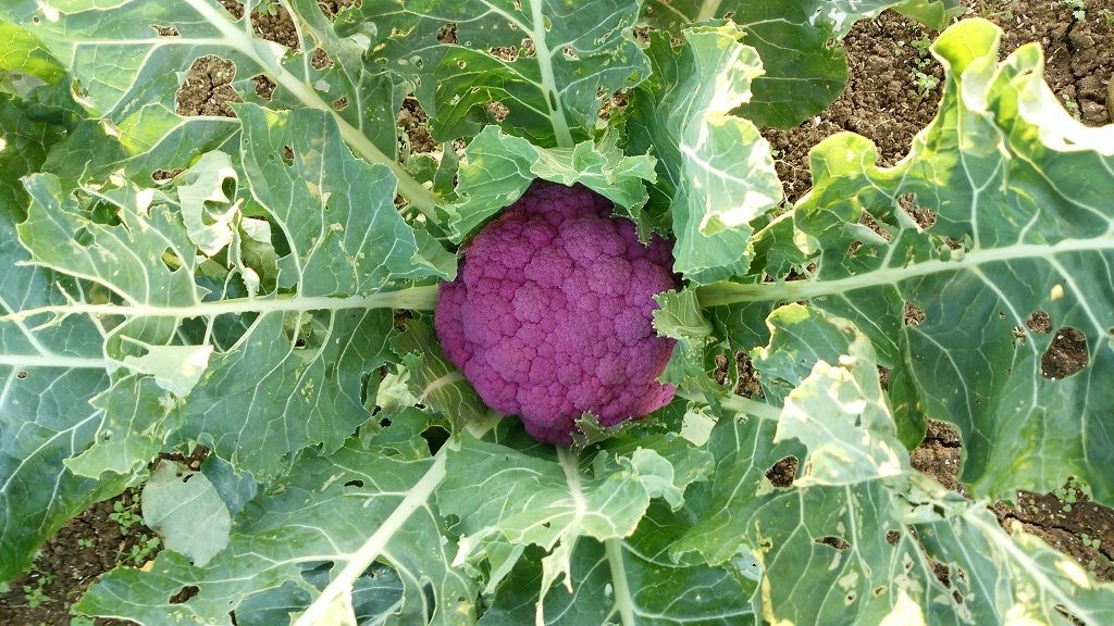 ブロッコリーじゃないよ カリフラワーです Why Don T You Use The Spincast