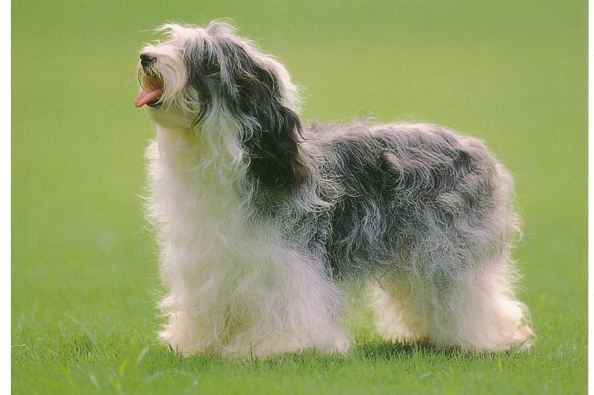 チベタン テリアは 幸福をもたらす犬 今日も練習