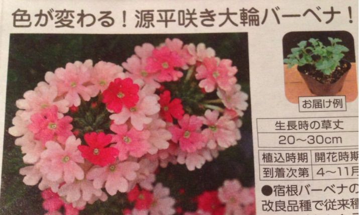 スーパーベナ ピーチメルバにネームプレート 夏の夕べのガタガタ日記 スーパーベナ ピーチメルバにネームプレート 夏の夕べのガタガタ日記