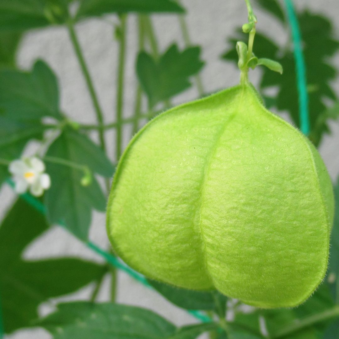 フウセンカズラの花 アバウトなダイアリー