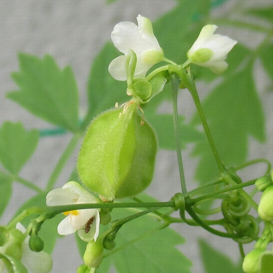 フウセンカズラの花 アバウトなダイアリー