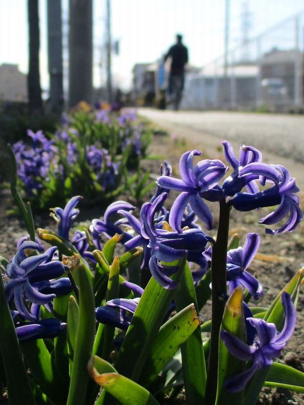 地植えのヒヤシンス アバウトなダイアリー