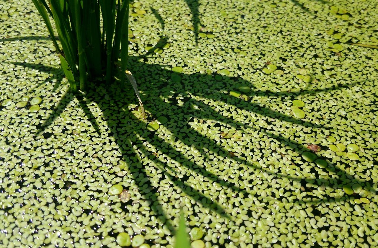 田んぼの浮草 アバウトなダイアリー