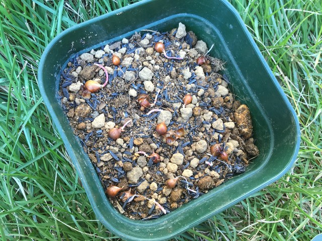 冬咲きオキザリス 球根植え付け と 芽が出た ４児まま Megu の育児日記