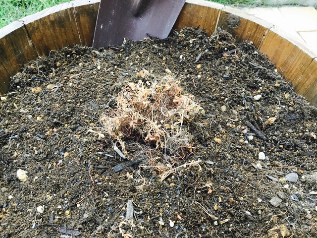 冬咲きオキザリス 球根堀上げ ４児まま Megu の育児日記