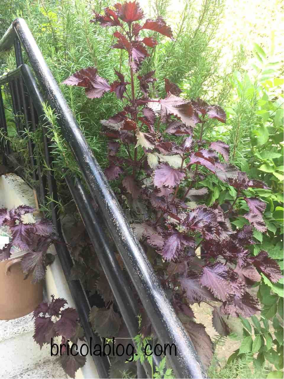 とりあえず 赤紫蘇ジュース お金をかけないdiy 手探りブログ