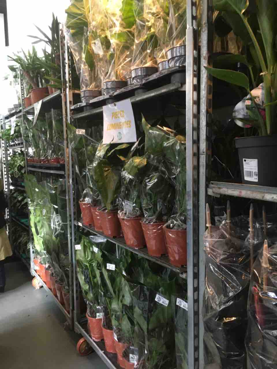 パリ 図書館で観葉植物交換 お金をかけないdiy 手探りブログ