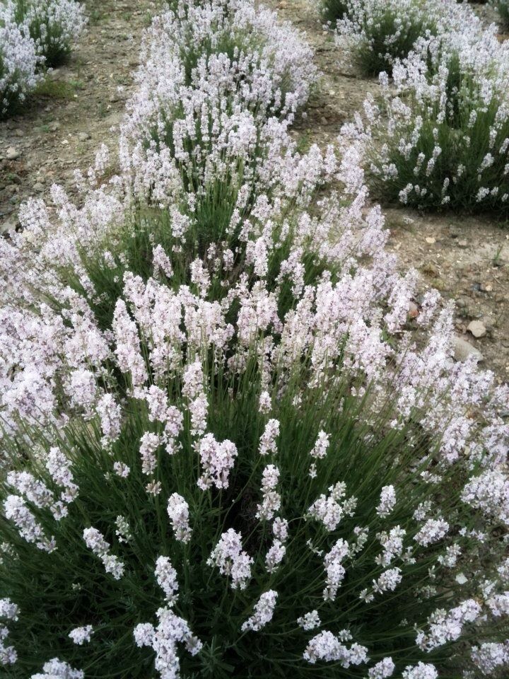 白いラベンダー 恵みの花咲く