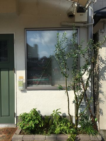 オリーブの木の剪定 恵美の英語教室社長日記 コーチング A オリーブの木の剪定 恵美の英語教室社長日記 コーチング A