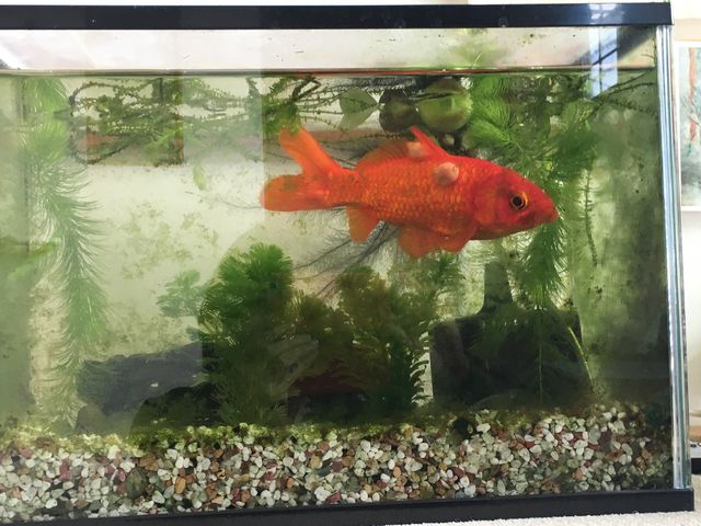 金魚の藻 恵美の英語教室社長日記 コーチング A