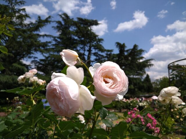 植物園のバラ園 恵美の英語教室社長日記 コーチング A 植物園のバラ園 恵美の英語教室社長日記 コーチング A