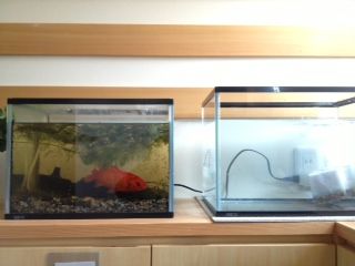 金魚の新しいおうち 恵美の英語教室社長日記 コーチング A