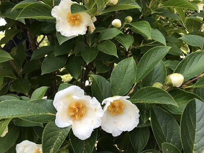 梅雨の花 ｙｕｋｋｉ の Have A Nice Trip