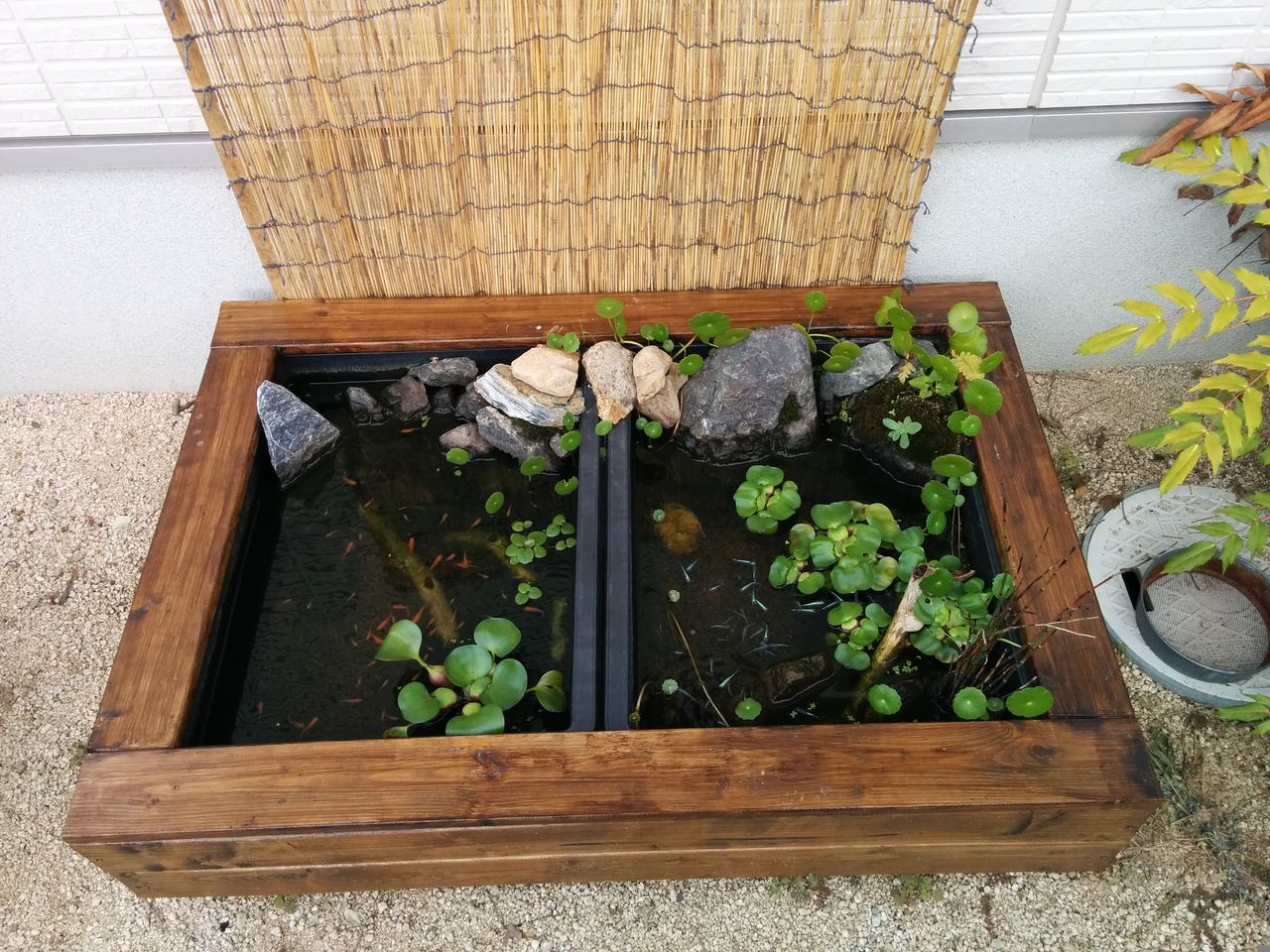 いい感じのメダカ水槽 めぐる絆和